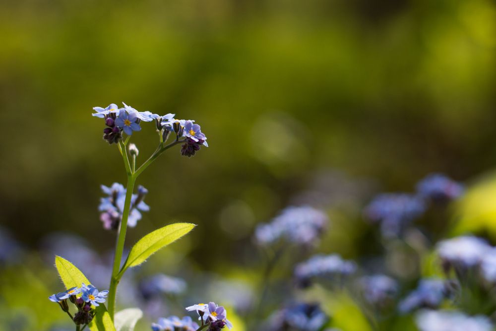 Delicate purple forget-me-not flowers bloom against a soft green bokeh background in a spring garden.
