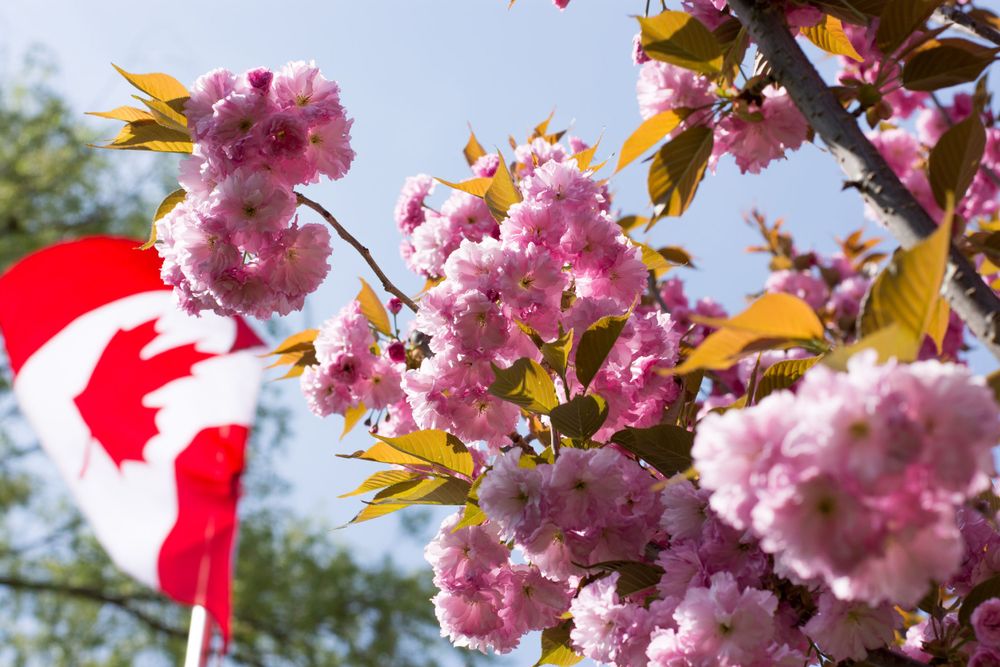 Pink cherry blossoms blooming on a branch with a Canadian flag waving in the background against blue sky.