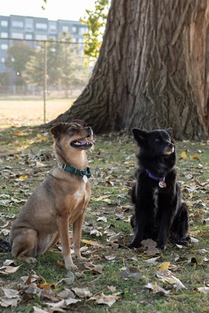 Pet portrait in Bergen County, New Jersey