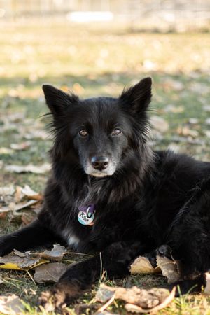 End of life pet photography in Bergen County, New Jersey.