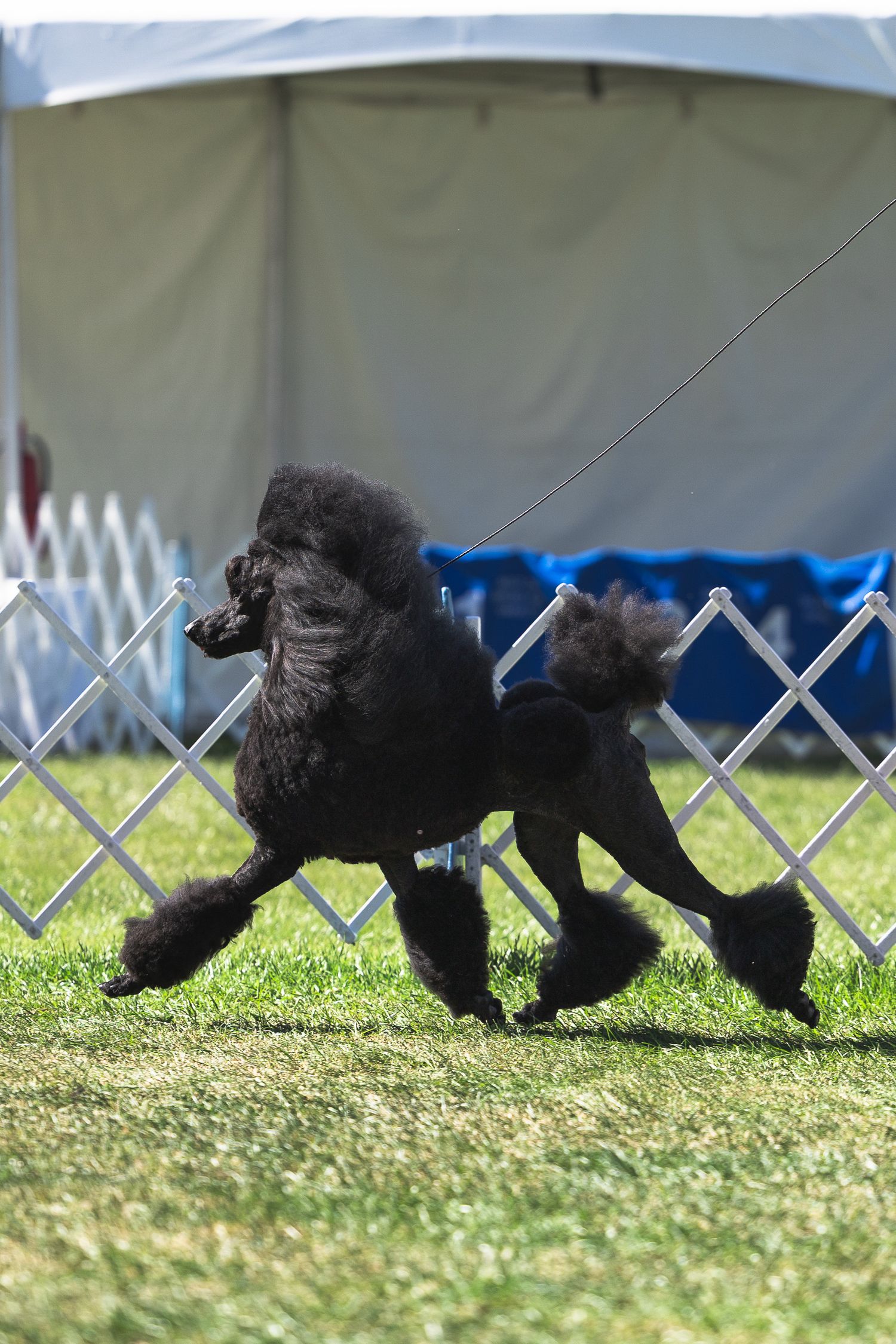 A Golden Retriever running gracefully across a dirt conformation show ring with white fencing in the background.