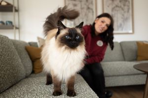Siamese cat lounging on a grey couch in a cozy living room setting.