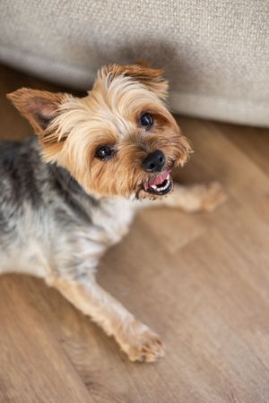 A playful Yorkshire terrier lying on hardwood flooring with various happy expressions.