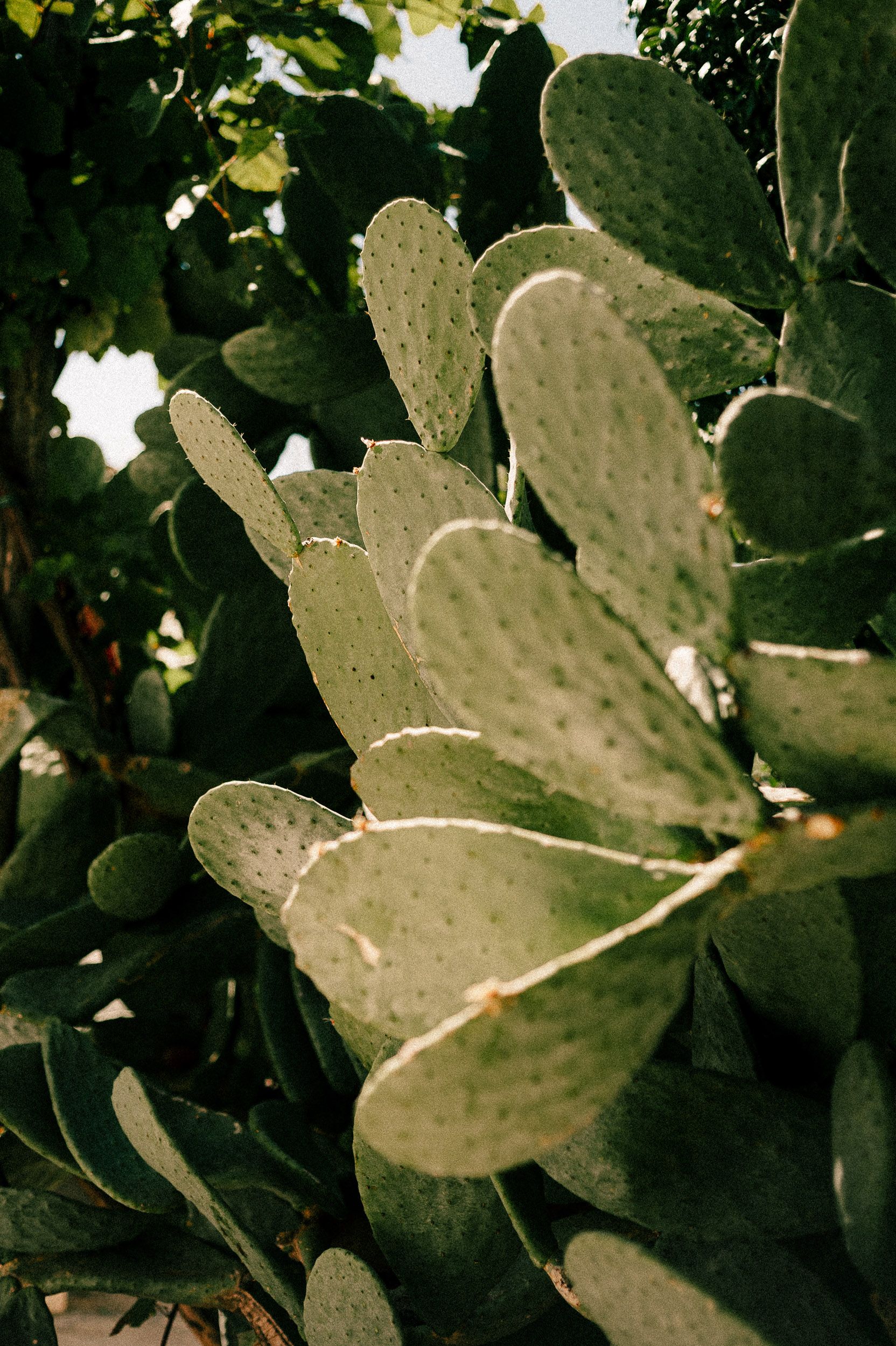 Close-up view of prickly pear cactus leaves with their distinctive paddle-shaped segments.