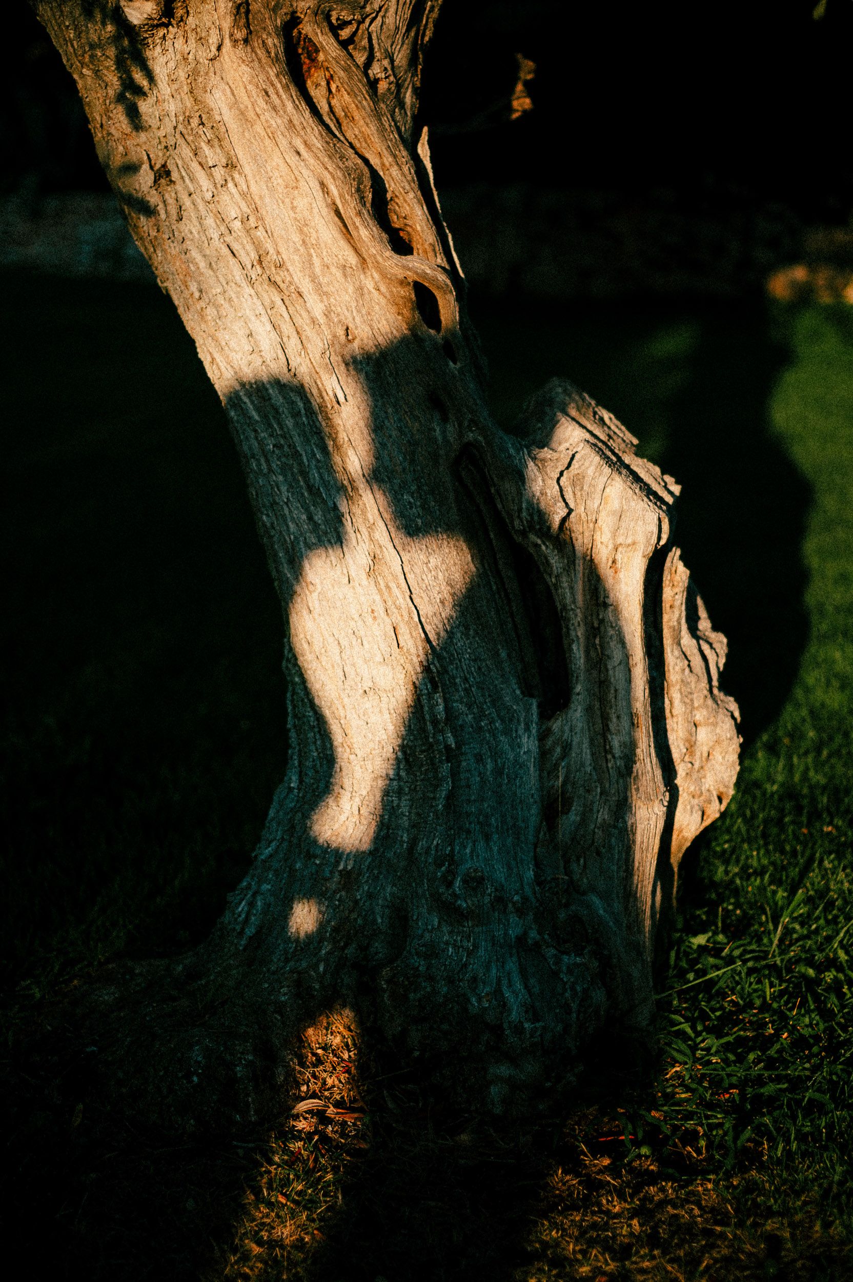 Sunlight creates dramatic shadows on a weathered tree trunk against dark grass and foliage in a natural setting.