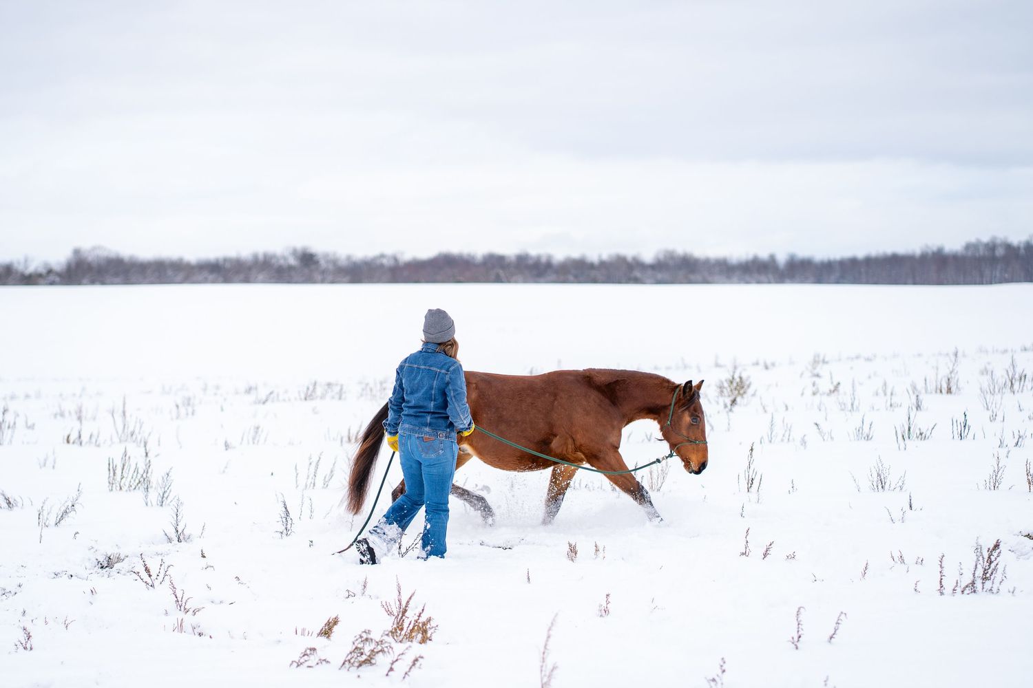A person in blue winter clothing leads horses through a snowy winter landscape with trees in the background.