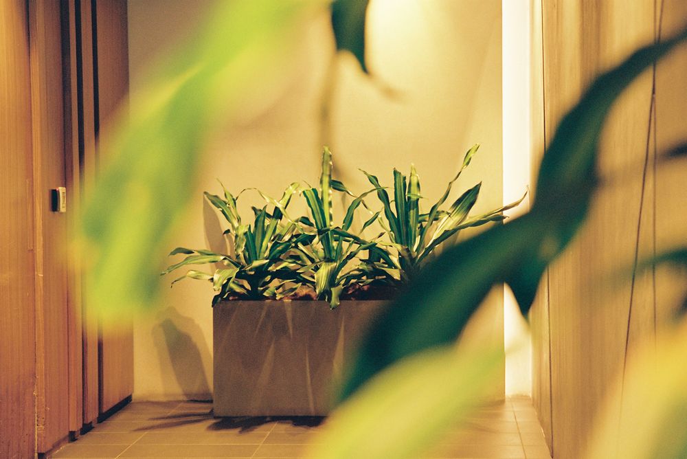 Indoor houseplant with lush green leaves growing in a white planter near a window with natural light.
