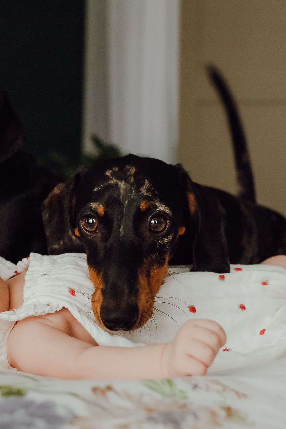 Peaceful newborn resting during a lifestyle home session