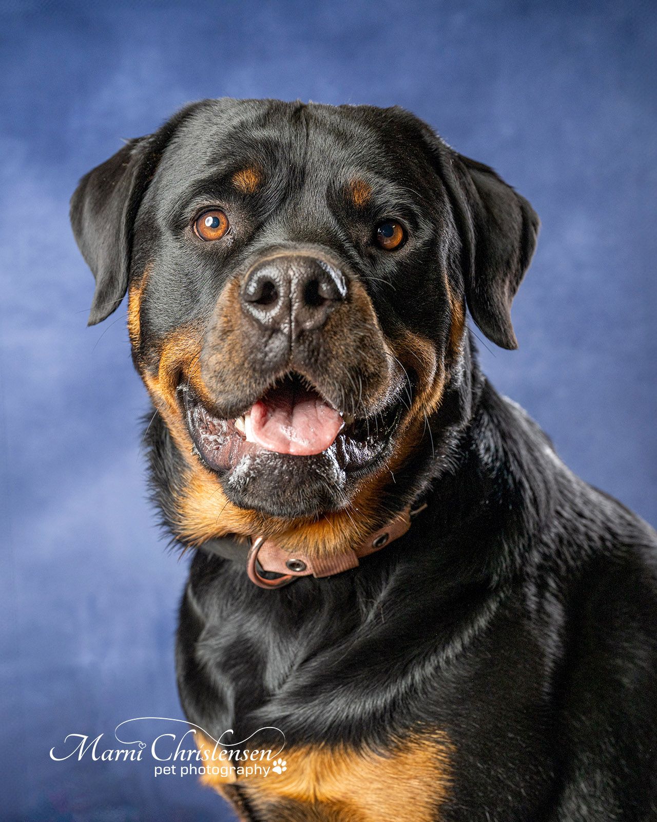 Colorful dog grooming and daycare advertisement featuring three happy dogs and details about Picture Day event.