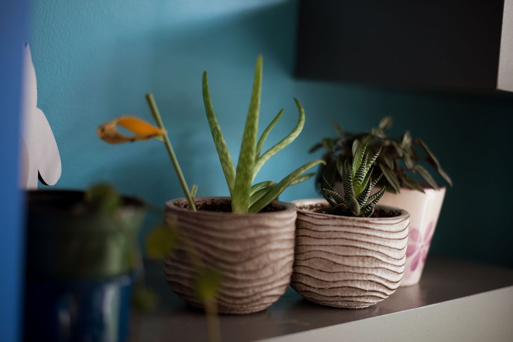 Succulents in textured ceramic pots against blue wall.