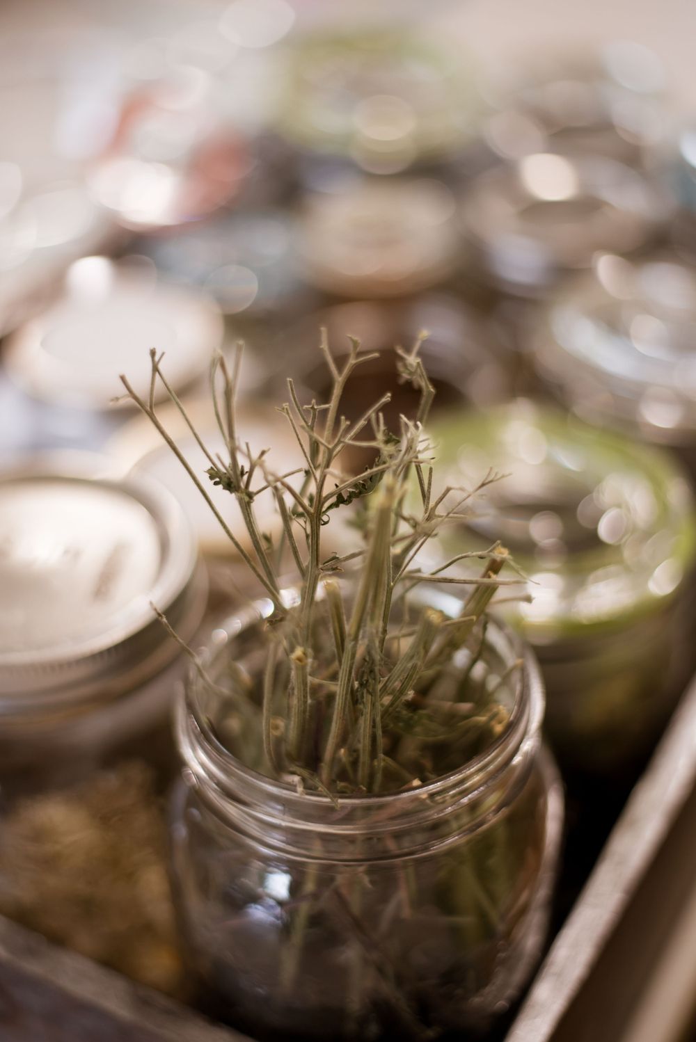 Dried herbs stored in a glass mason jar with other jars blurred in the background.