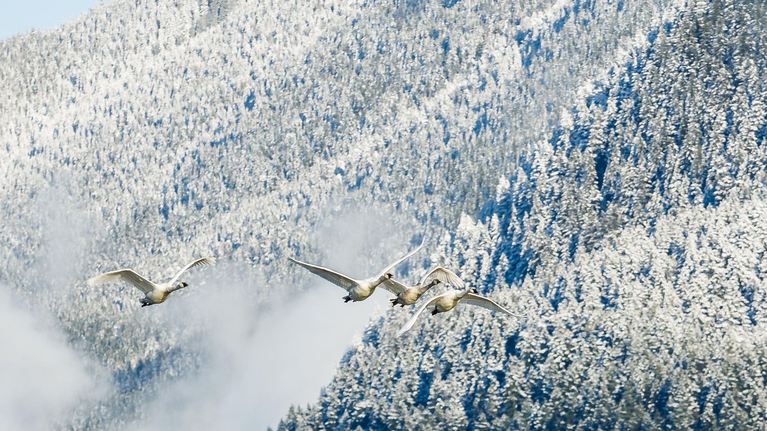 Trumpeter Swans, Pitt Lake, Pitt Meadows, British Columbia