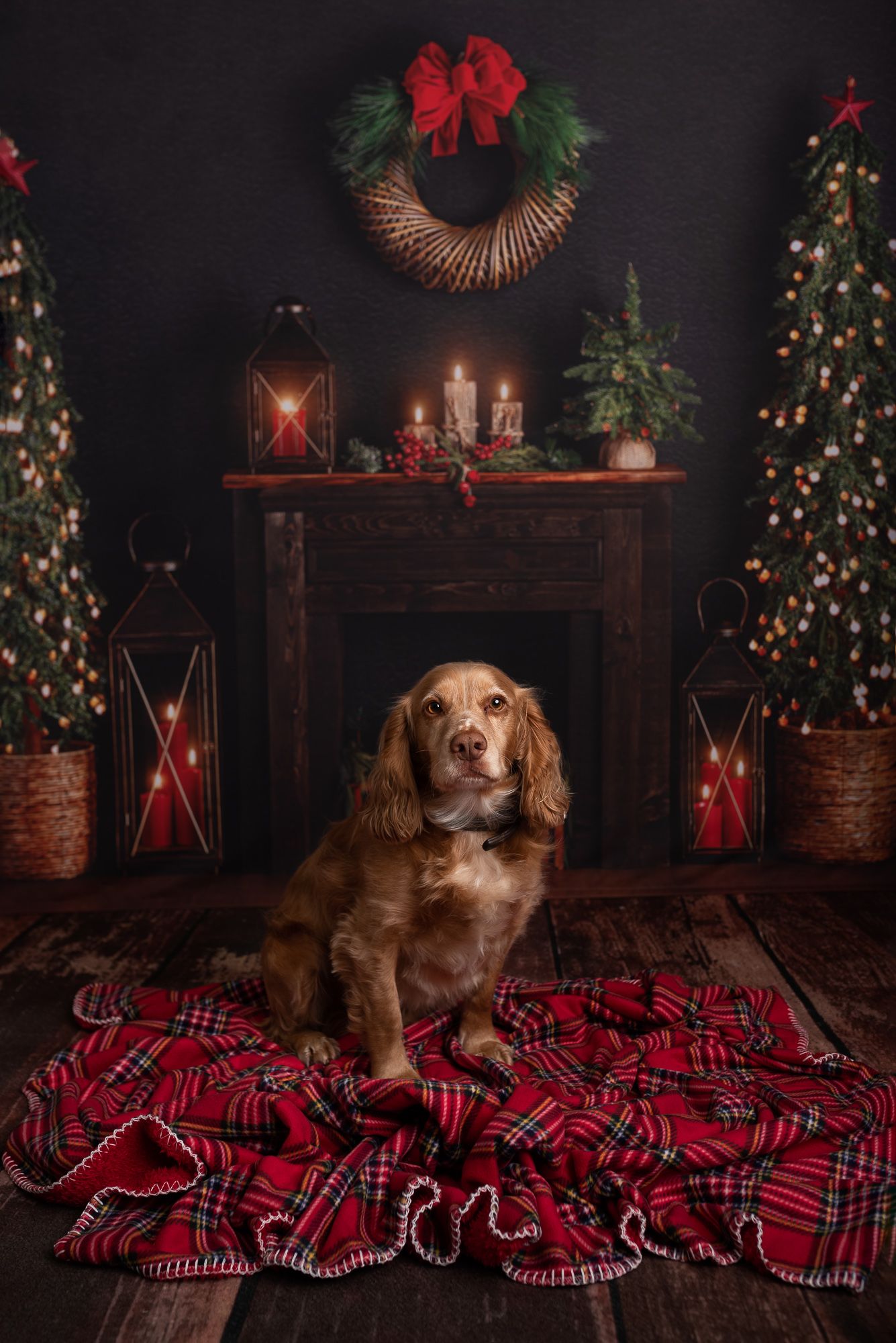 Two golden retrievers pose on a red plaid blanket in front of a decorated Christmas tree and holiday decor.