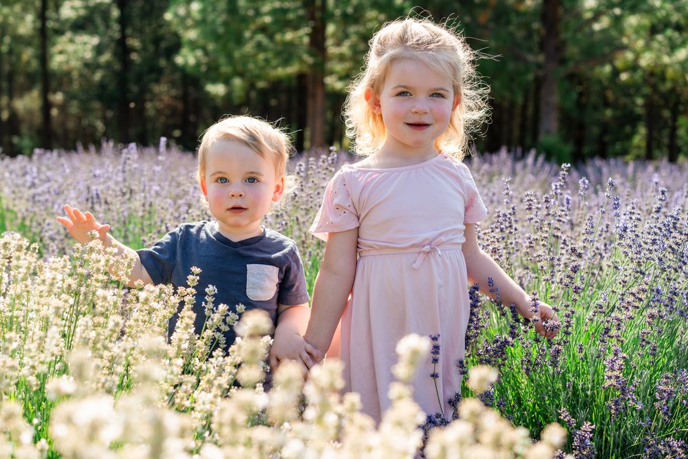 Toddler sibling portrait of a brother and sister as they run through lavender fields