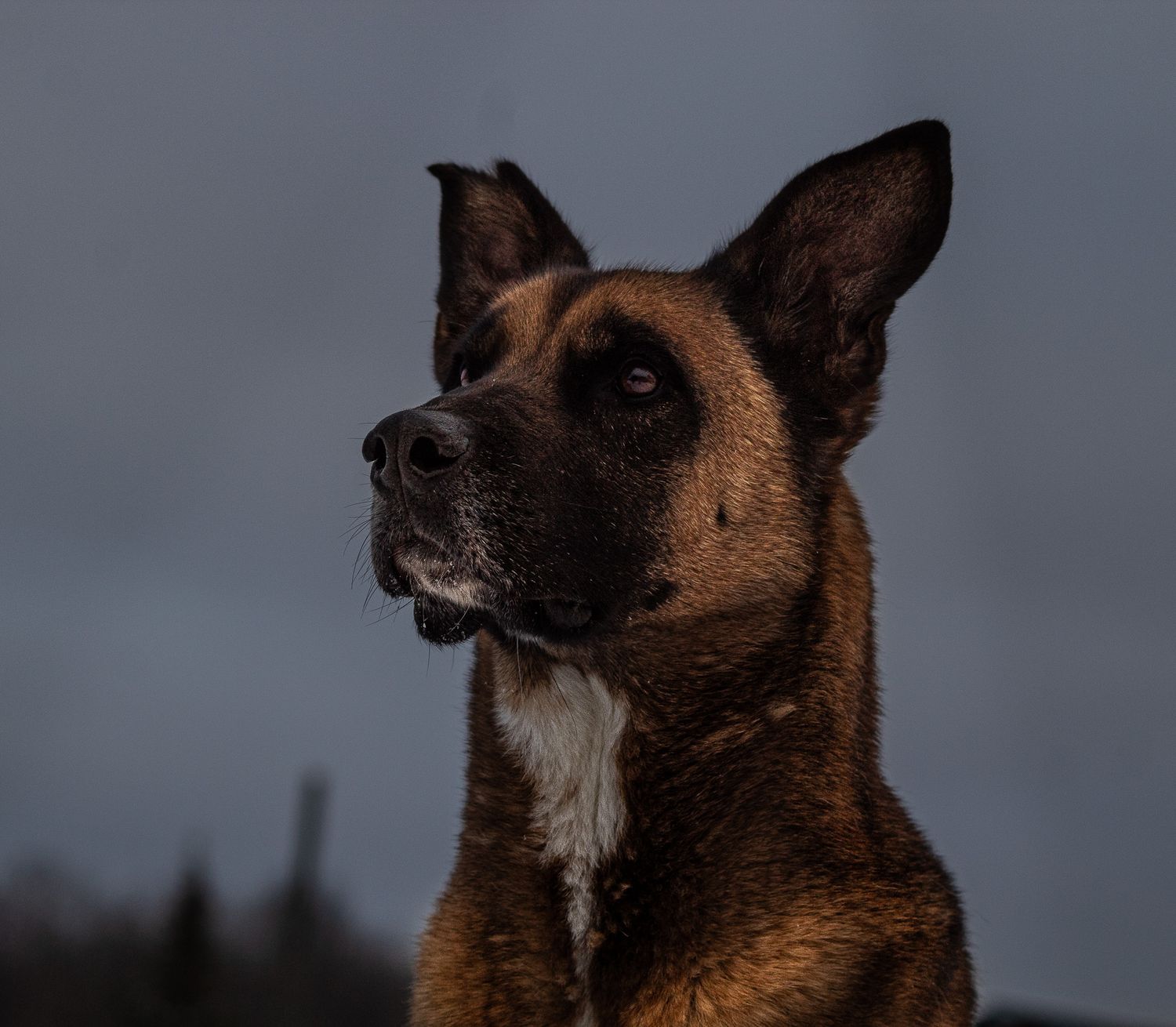 Alert Belgian Malinois dog with pointed ears looking upward against a dark cloudy sky.