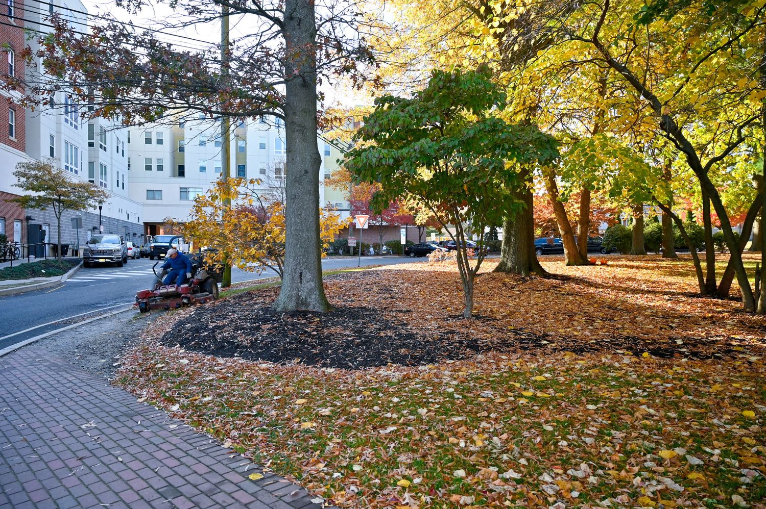 Tree-lined campus walkway with fallen autumn leaves and brick buildings.