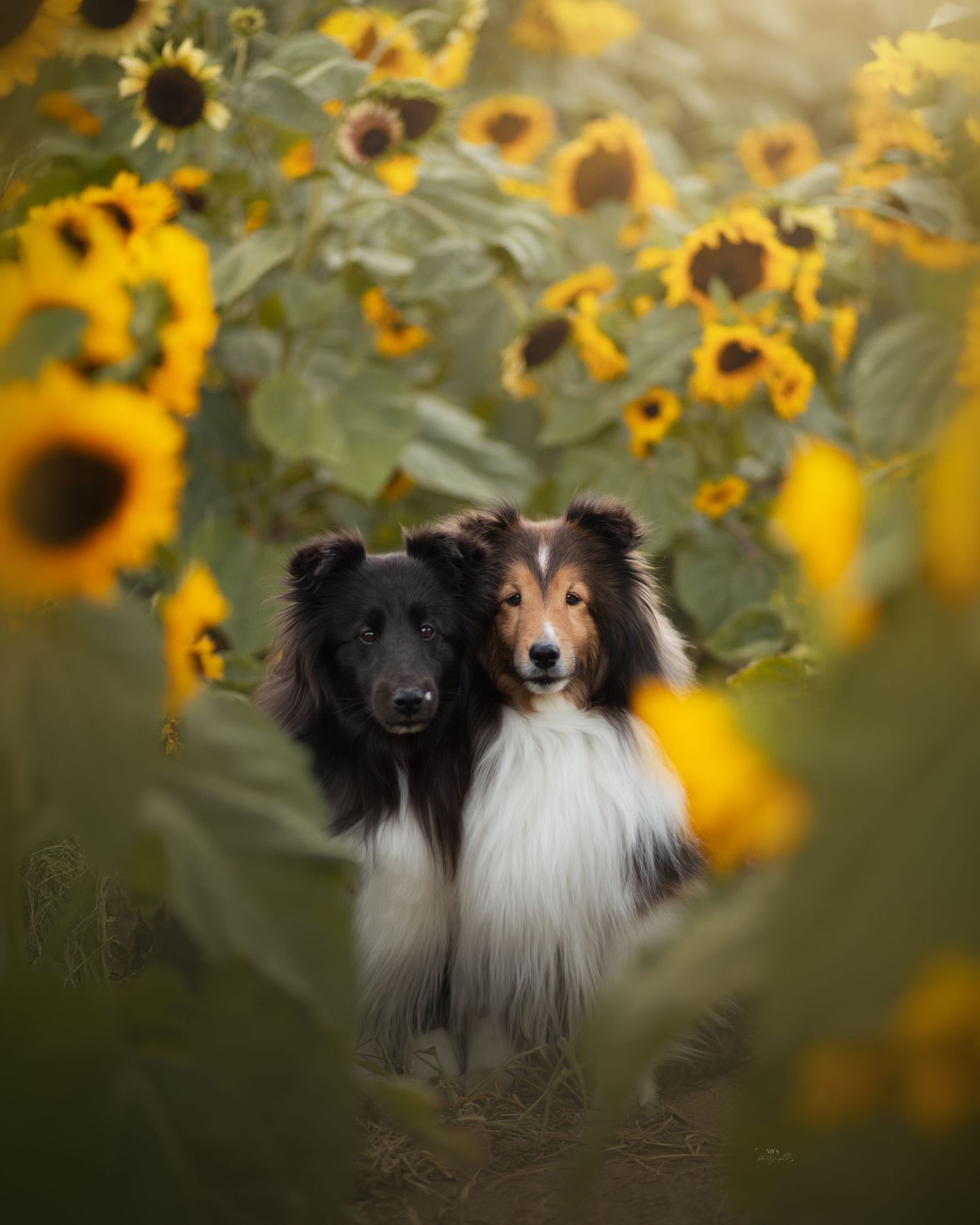 dog-portrait-photoshoot
dog-in-flowers-photoshoot
