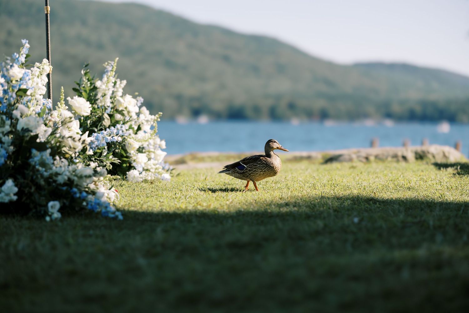 A duck stands near blooming white flowers on grassy shore with lake and mountains in the background.