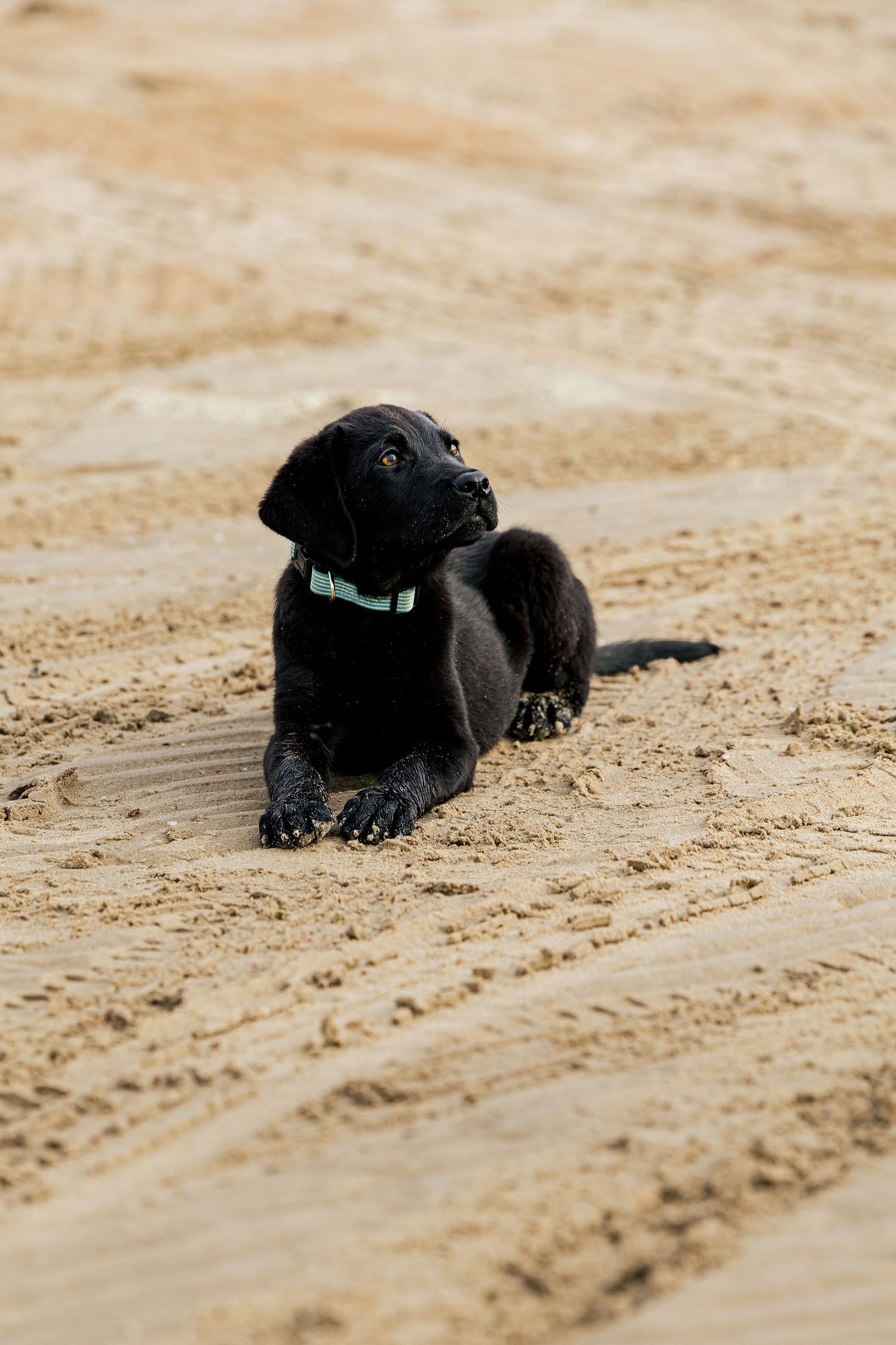 Chiot labrador allongé sur le sable, Côte d’Opale, Hauts-de-France