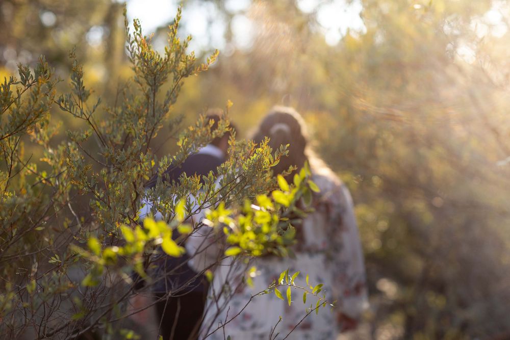 A golden backlit scene in nature with soft bokeh lighting effects and yellow foliage.