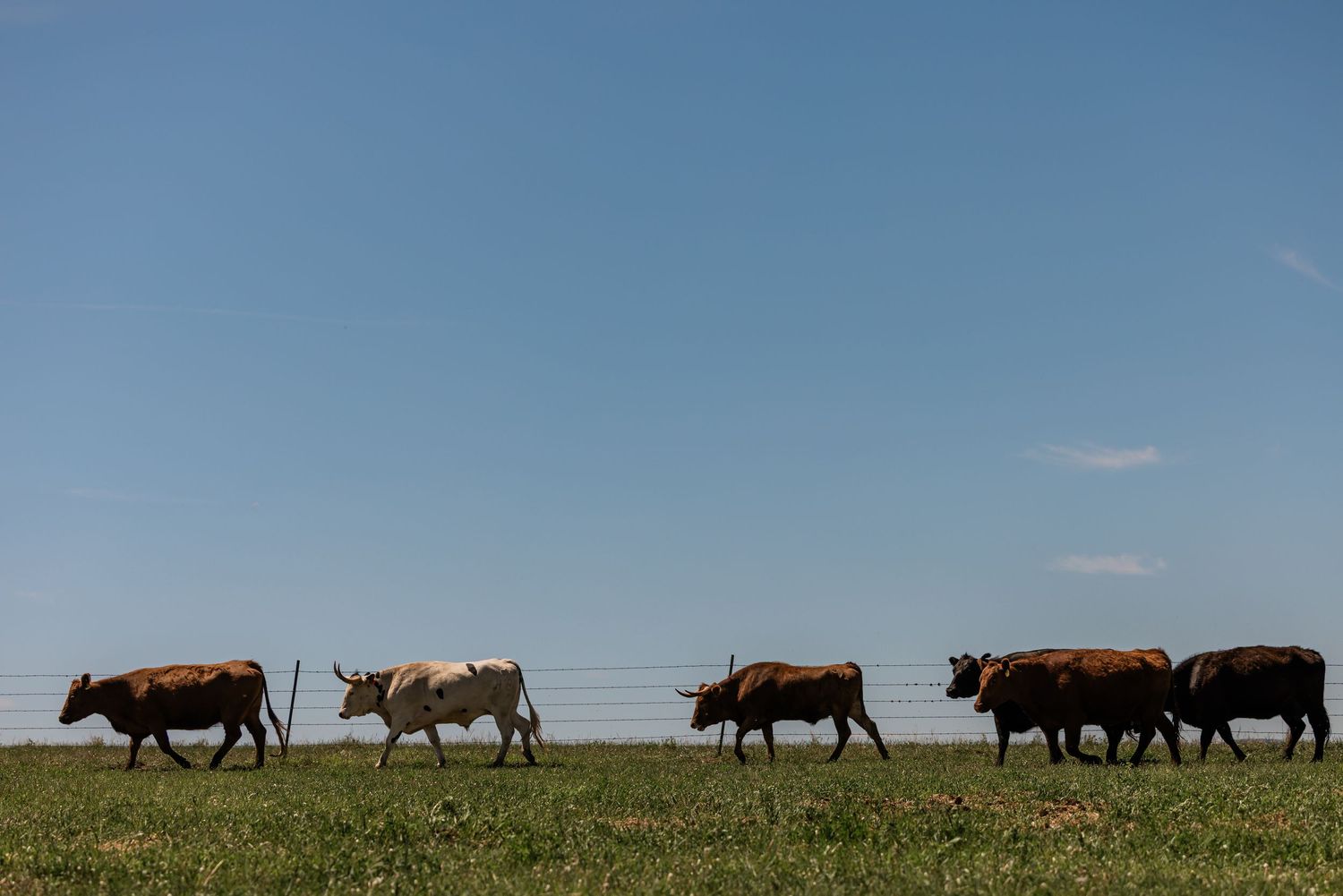 A herd of American bison grazes across the vast grassland plains under a blue summer sky.
