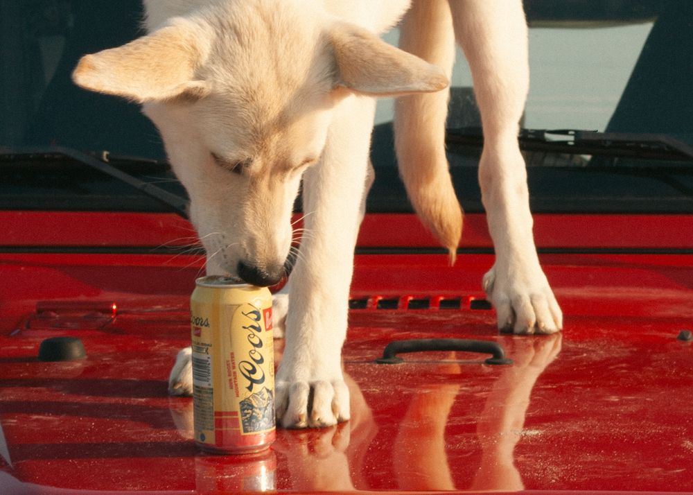 Brand photography inspired by dog, jeep and well known beer brand.