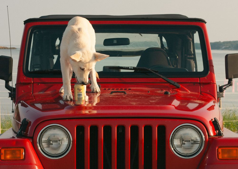 A curious dog enjoys a beer while on top a jeep for a brand photoshoot.