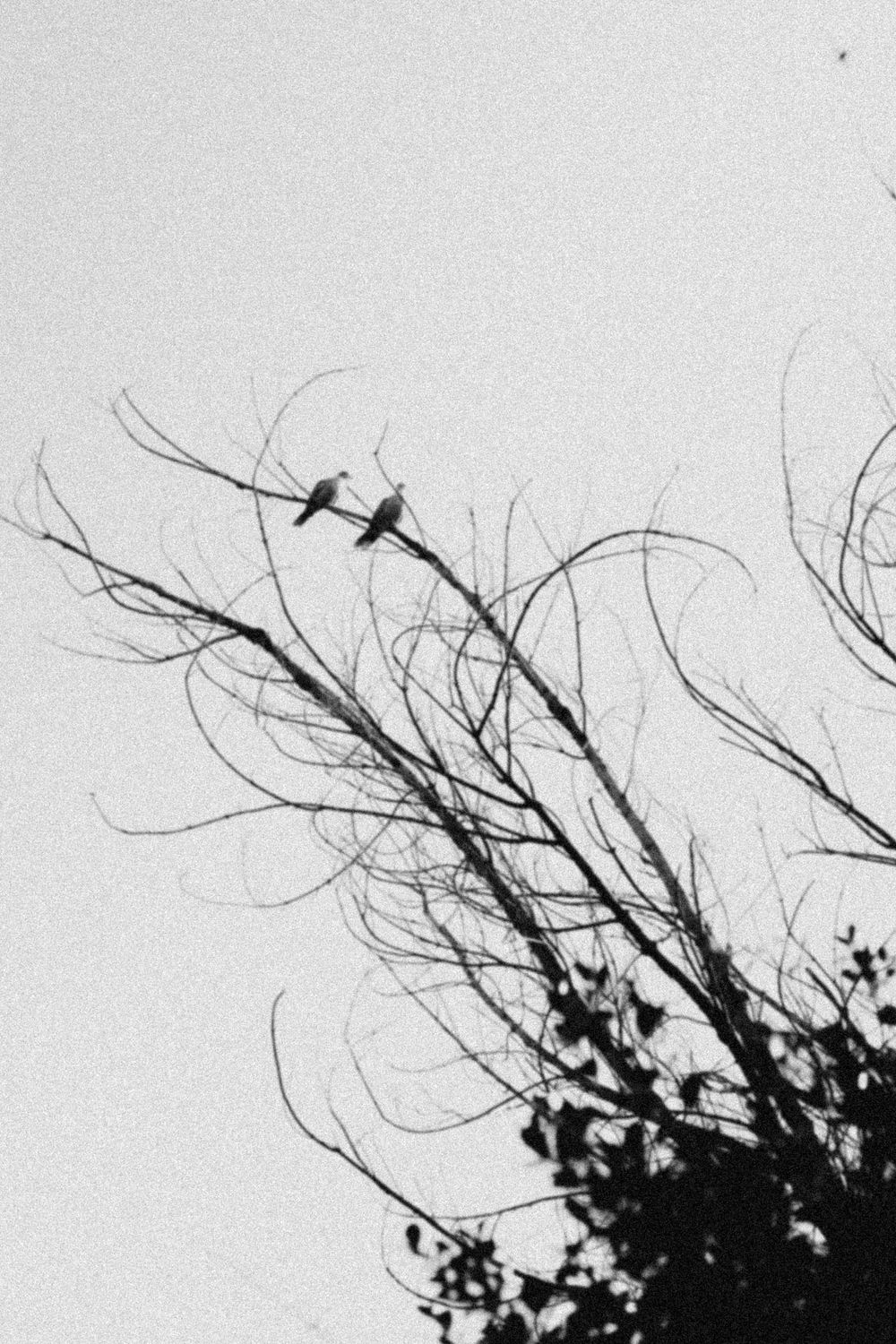A stark silhouette of bare tree branches against a light gray sky with a single bird perched on top.