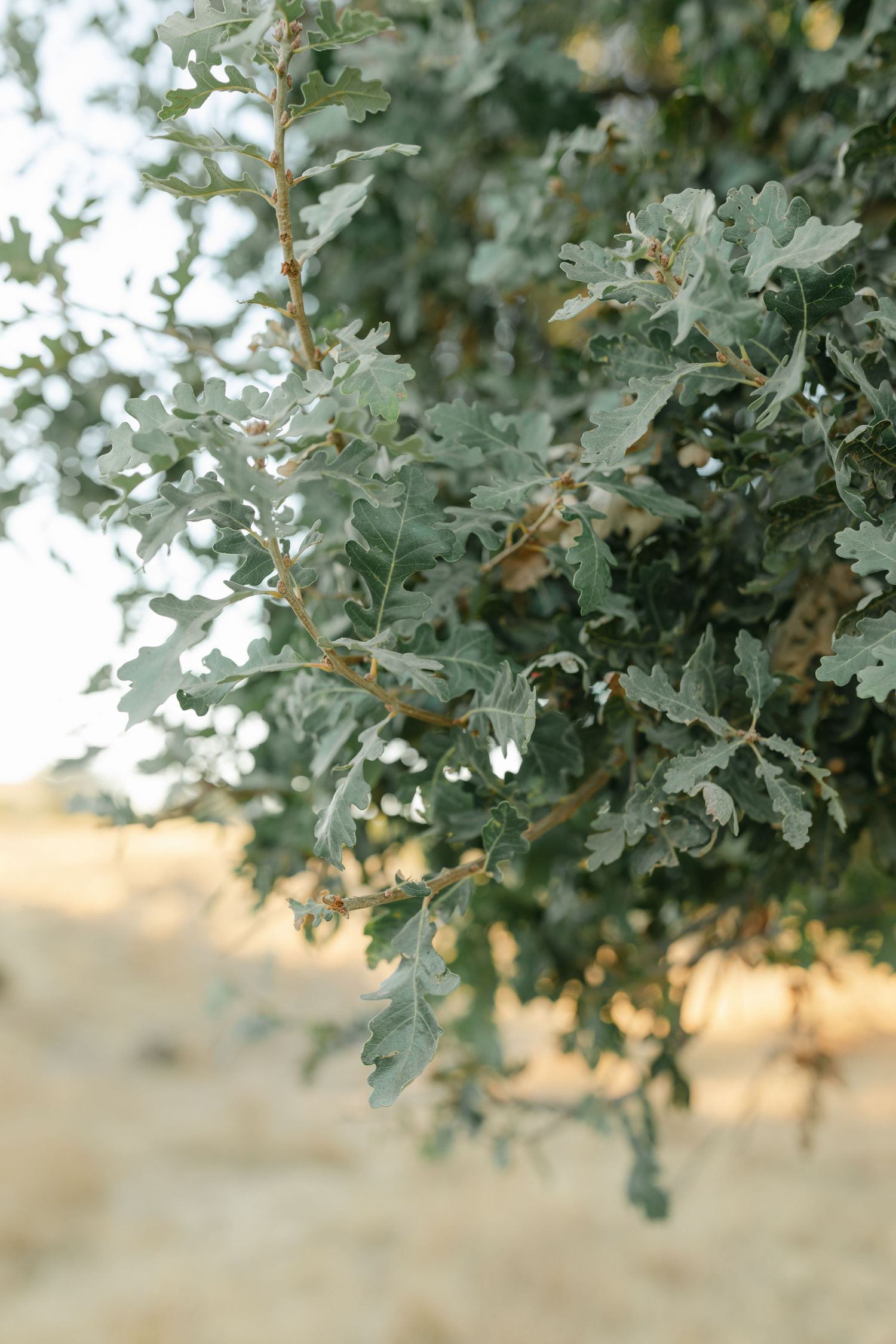 Close-up view of silvery-green oak tree leaves against a blurred beige background in soft natural light captured by Chelsee Rawe Photograph.