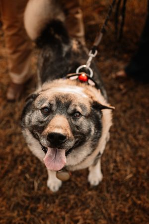 A fluffy gray and white dog on a leash looks up with tongue out on a fall day outdoors.