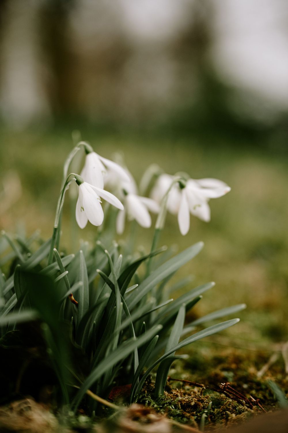 creative photography, poster, flat lay photography, flower, spring, spring photo,  marketing photography, wall art