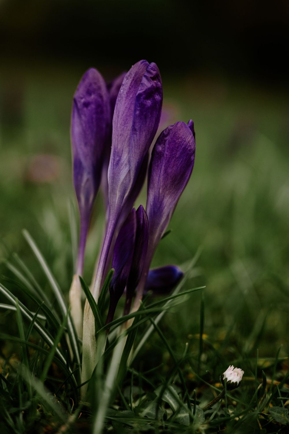 creative photography, poster, flat lay photography, flower, spring, spring photo,  marketing photography, wall art