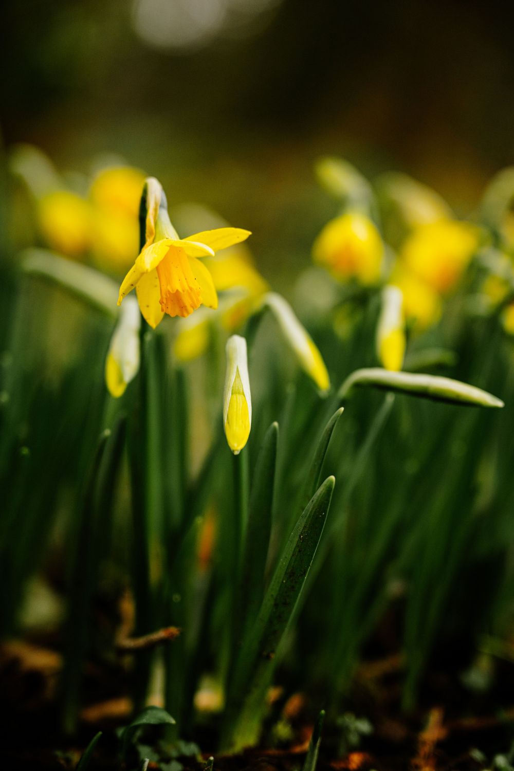creative photography, poster, flat lay photography, flower, spring, spring photo,  marketing photography, wall art