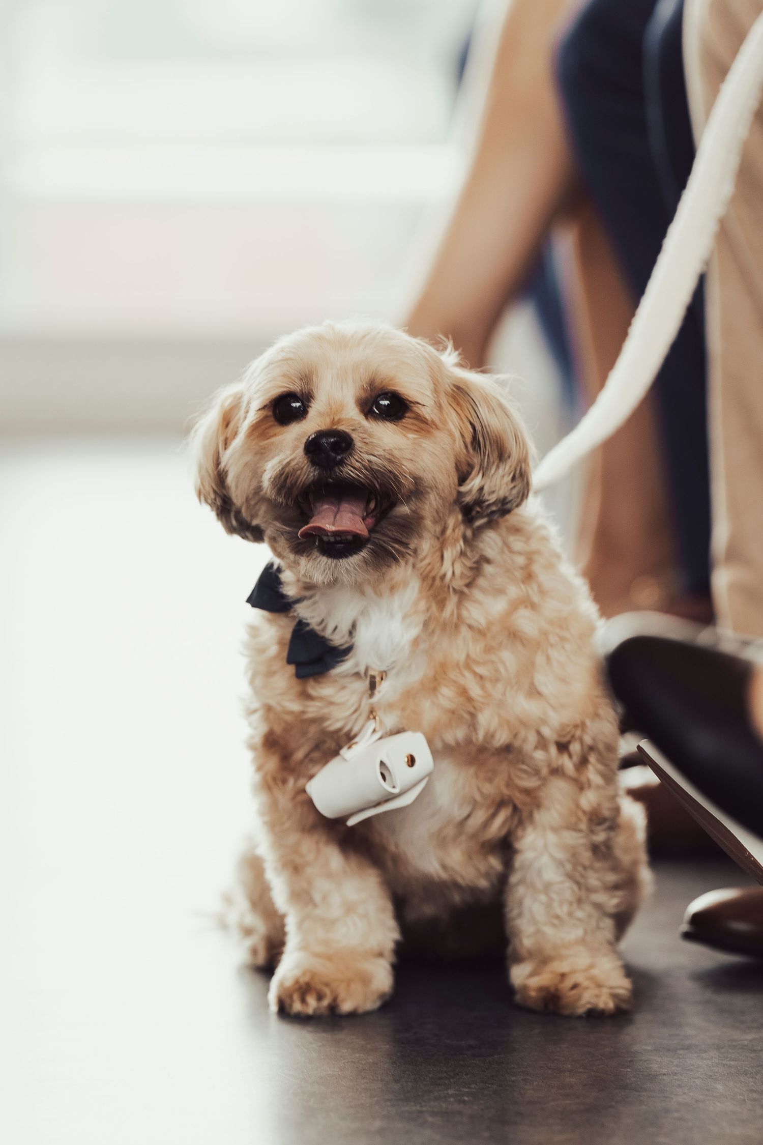 An adorable small dog wearing a bowtie on a leash at a formal event.