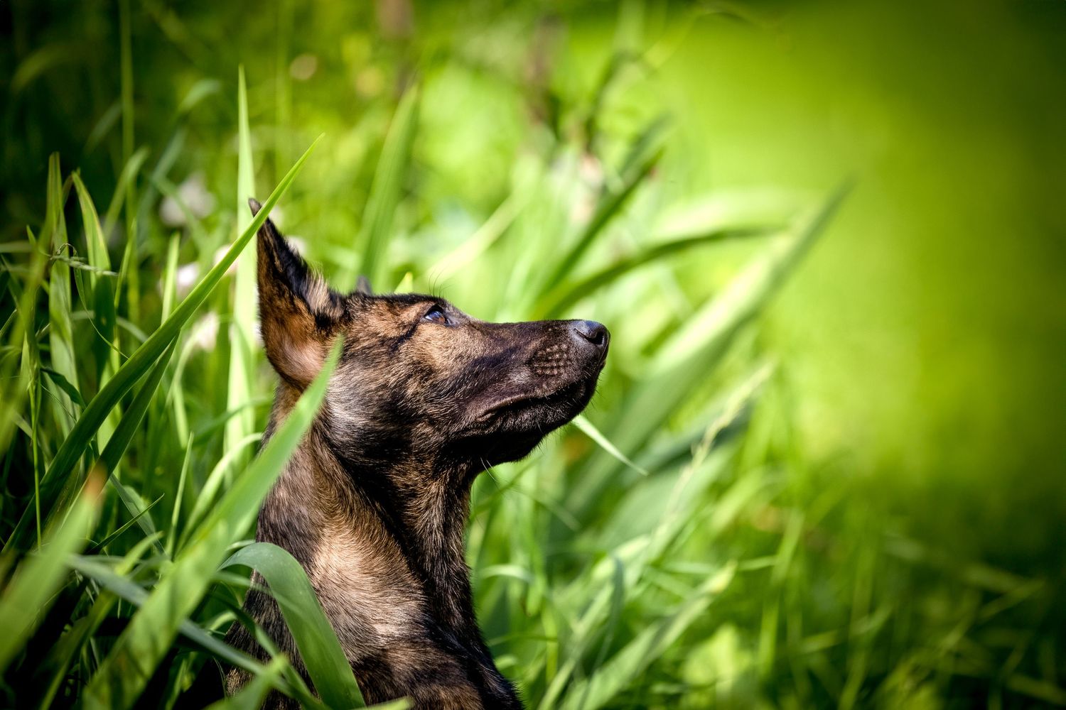 Photographe canin