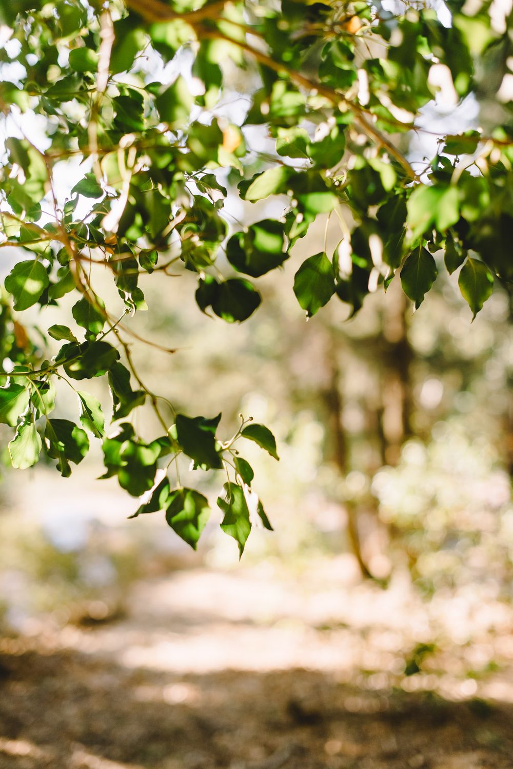 Sunlit green leaves on tree branches in a forest path, with dappled light filtering through the canopy.