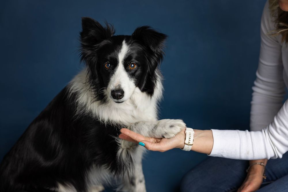 Border collie gazdája tenyerébe helyezi mancsát