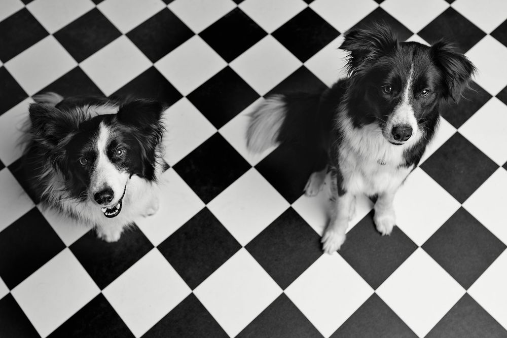 Két border collie ül egy fekete-fehér kockás járólapon egy fotóstúdióban