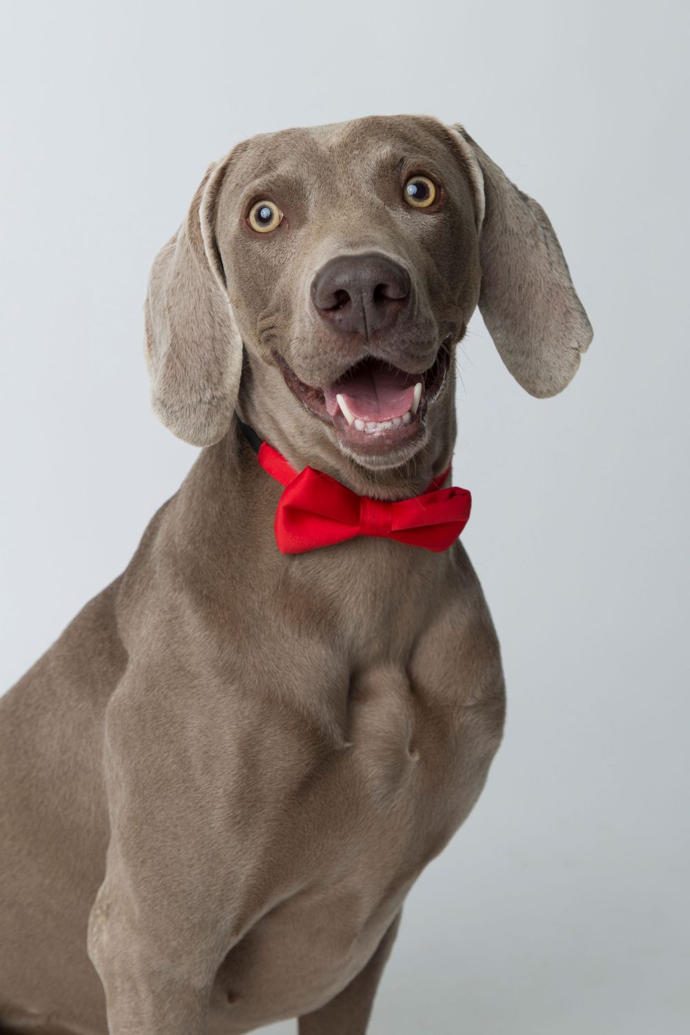 Német vizsla piros csokornyakkendőben