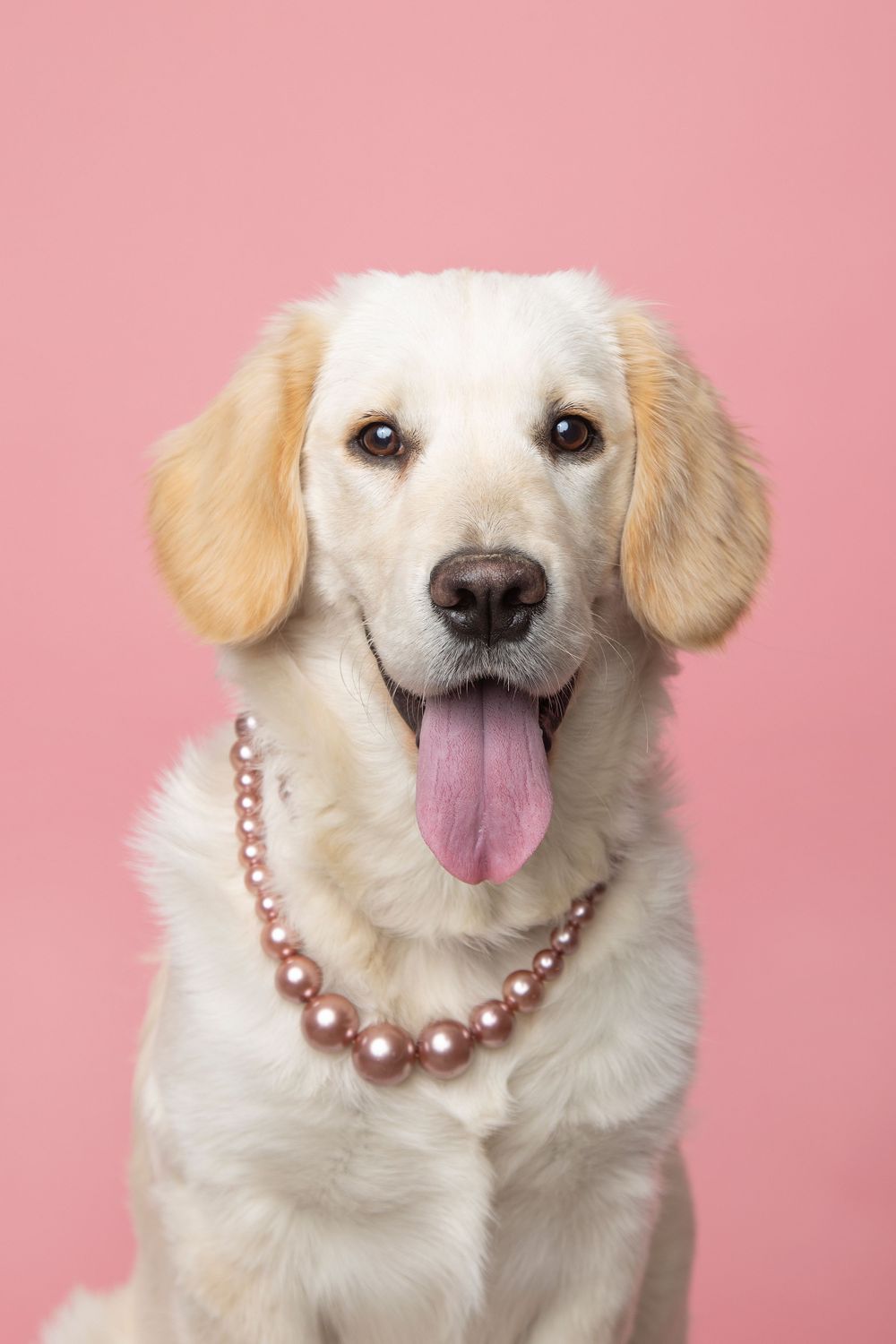 Kölyök golden retriever rózsaszínben
