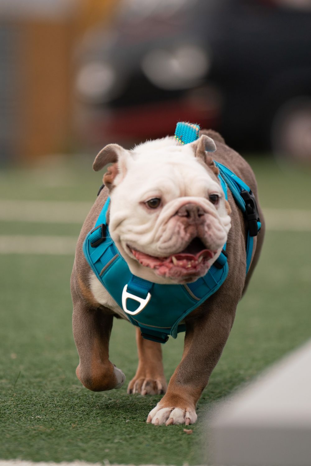 Bulldog wearing a teal harness walking on artificial turf.