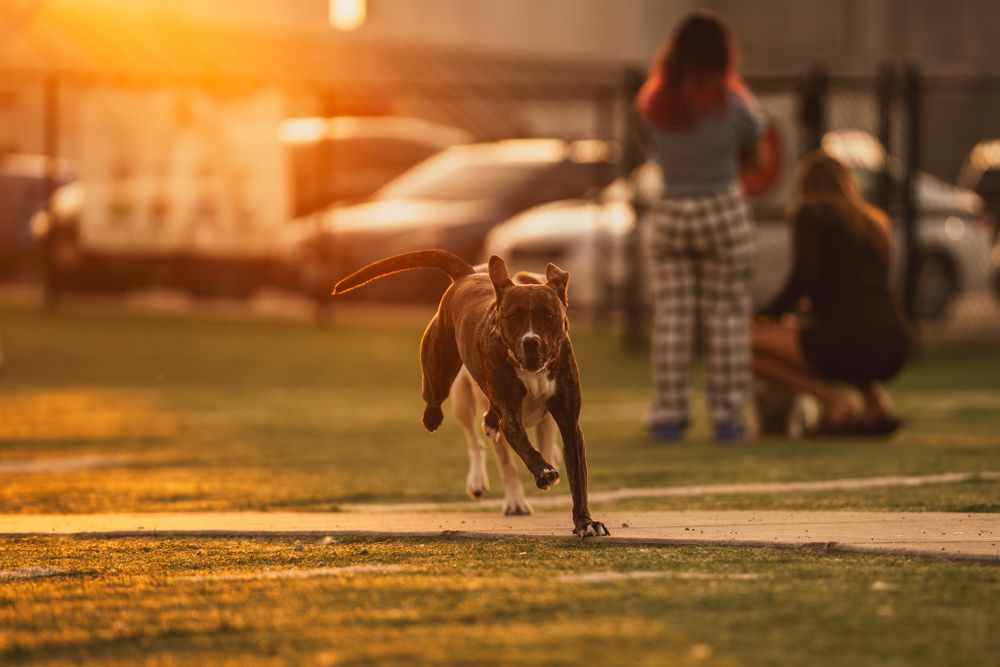 Dog running energetically through a park at golden hour sunset.