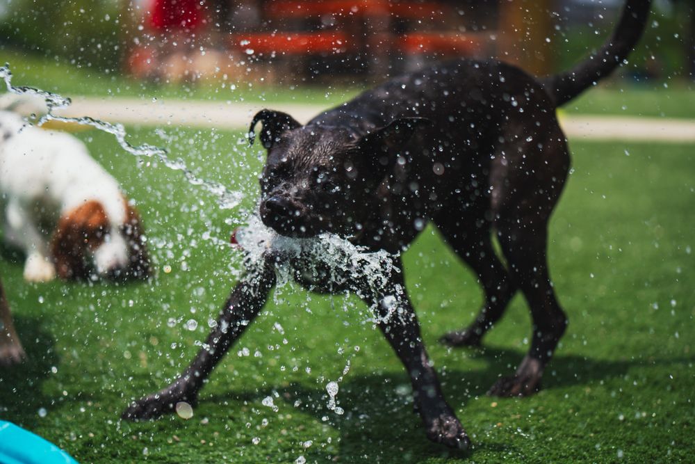 Black dog playing and splashing in water outdoors on a sunny day.