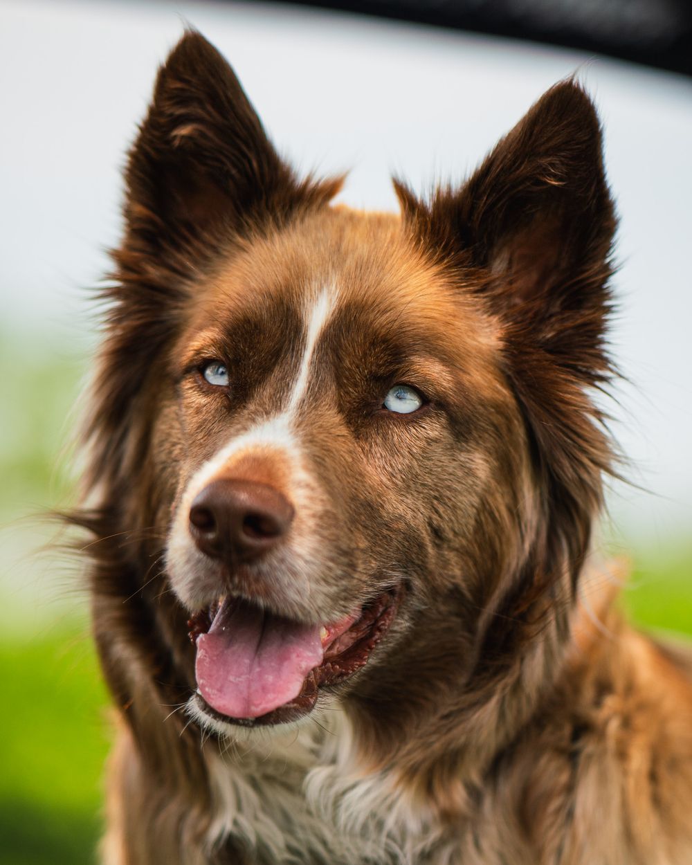 A brown and white Border Collie with striking blue eyes and pointed ears smiling at the camera.