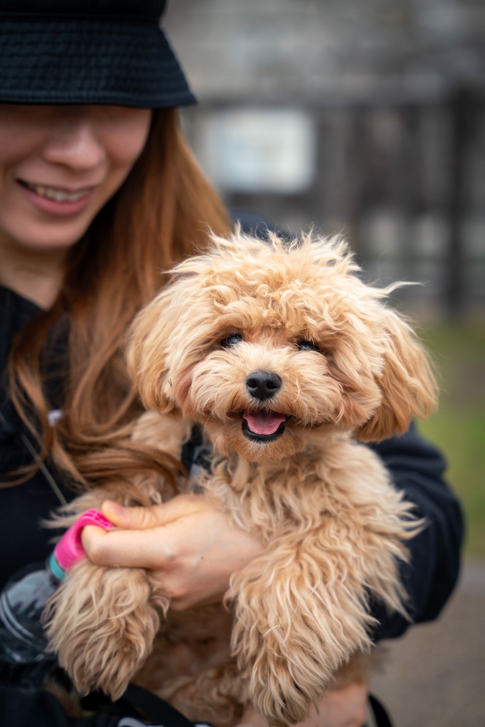 An adorable fluffy Goldendoodle puppy being held while smiling at the camera.
