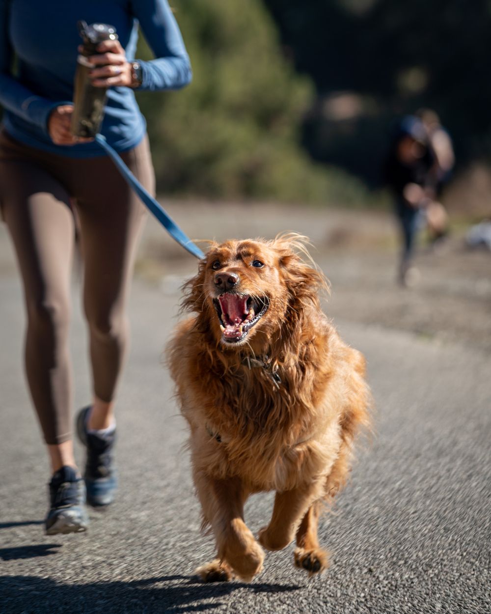 Energetic golden retriever dog running happily while exercising with owner on path.