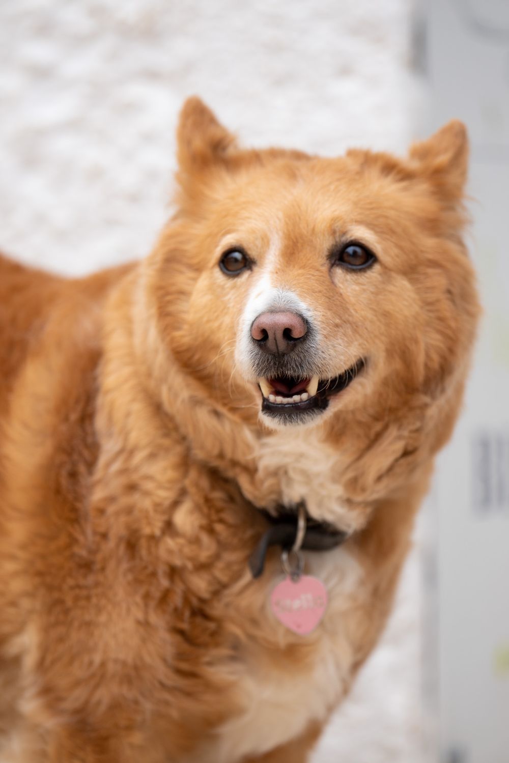 Smiling golden Chow mix dog with fluffy fur looking at camera.