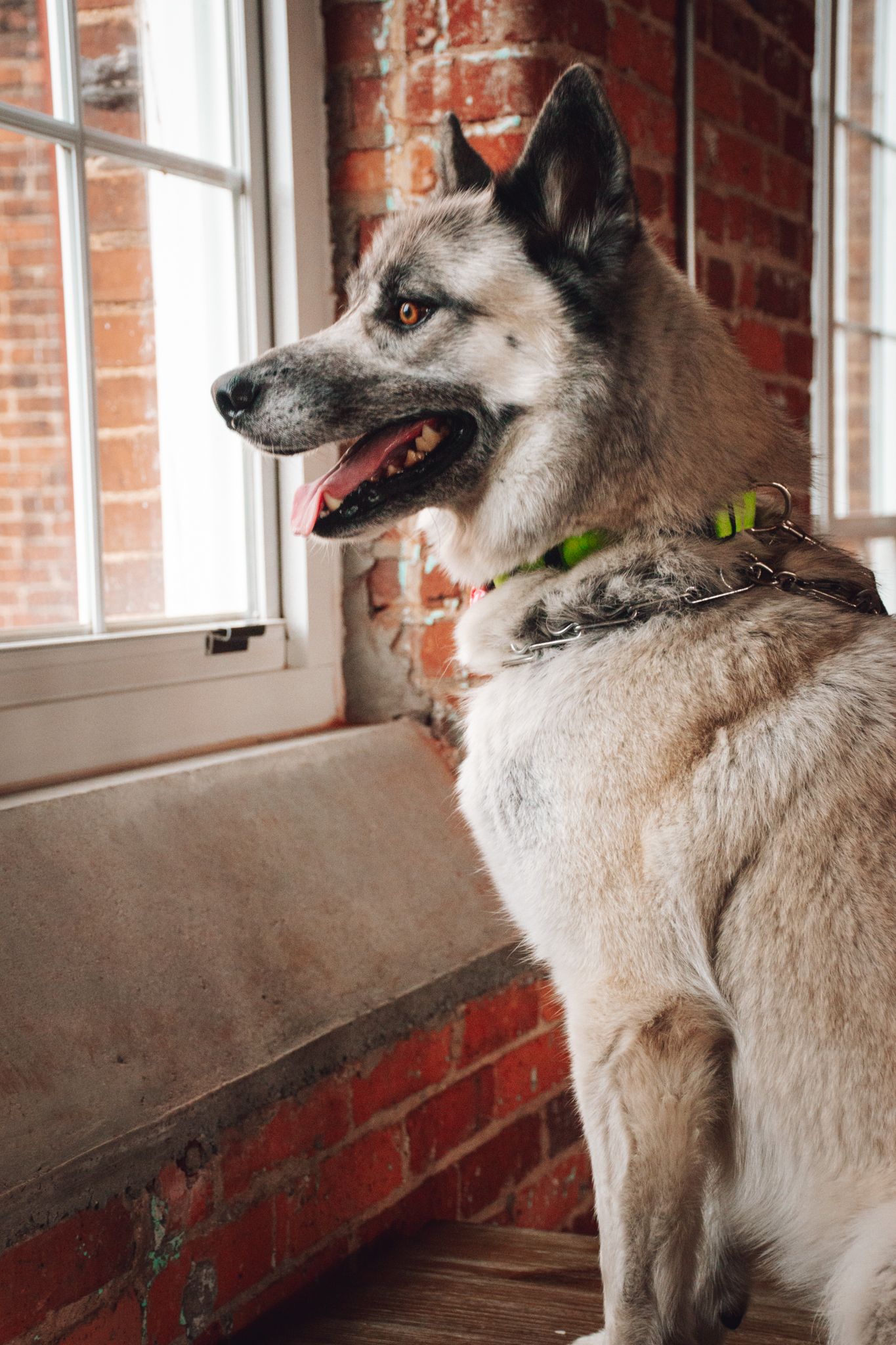 A profile view of an alert husky dog sitting by a window in a brick-walled room.