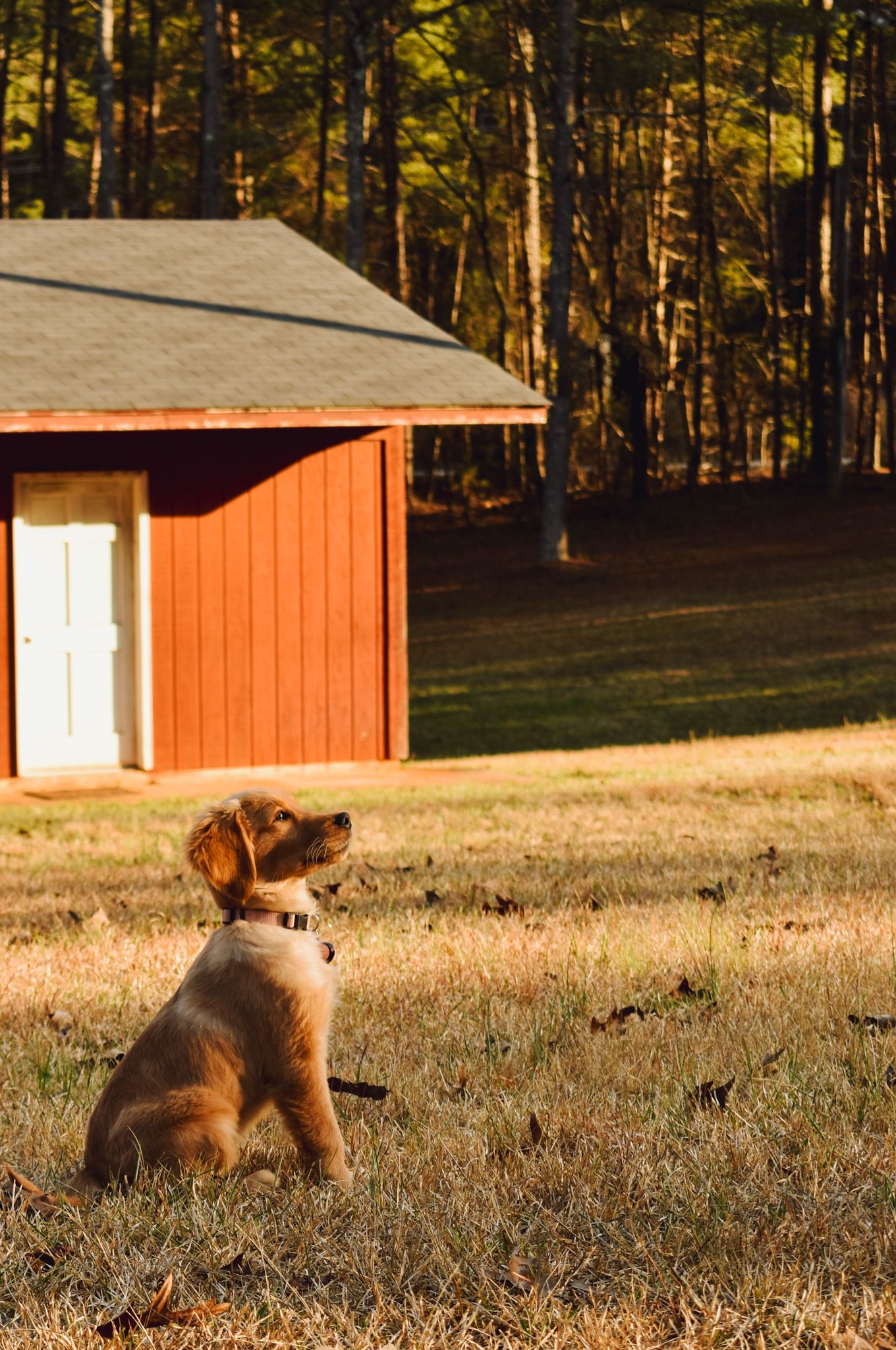 Golden retriever puppy sits in front of red barn in sunlit forest clearing.