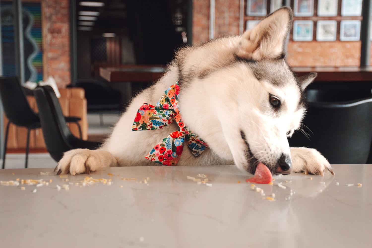 A husky dog wearing a floral bandana lying down on a wooden floor.